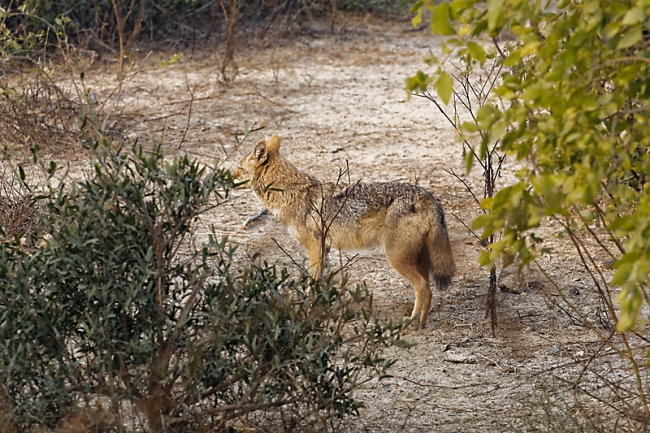 Keoladeo national park-020